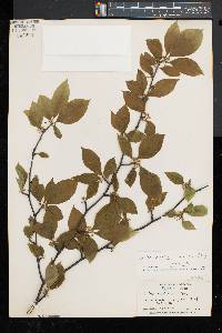 Ilex montana image