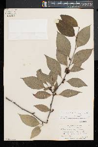 Ilex montana image