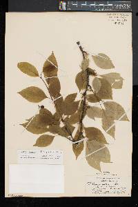 Ilex montana image