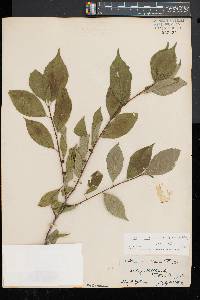 Ilex montana image