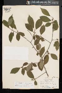 Ilex montana image