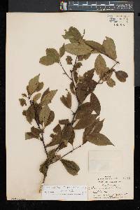 Ilex montana image