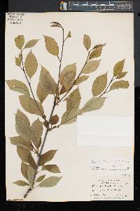 Ilex montana image