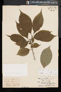 Ilex montana image