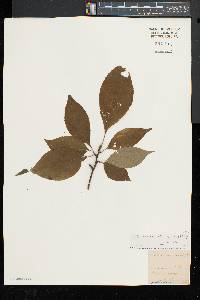 Ilex montana image