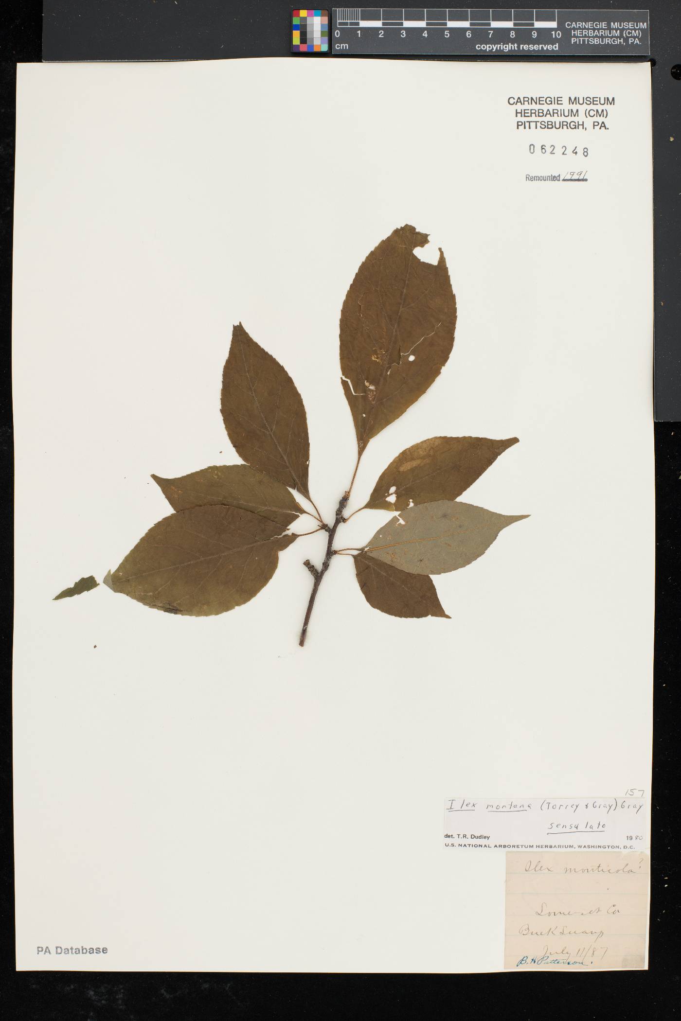 Ilex montana image