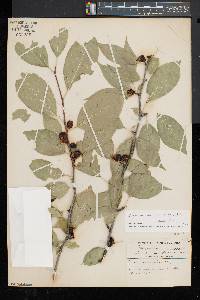 Ilex montana image