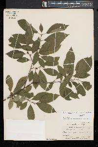 Ilex montana image