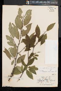 Ilex montana image