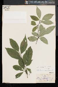 Ilex montana image