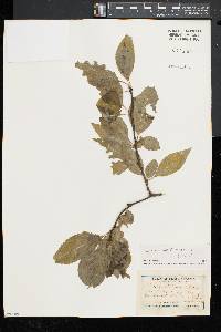 Ilex montana image