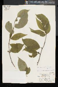 Ilex montana image