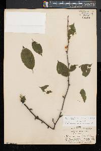 Ilex montana image