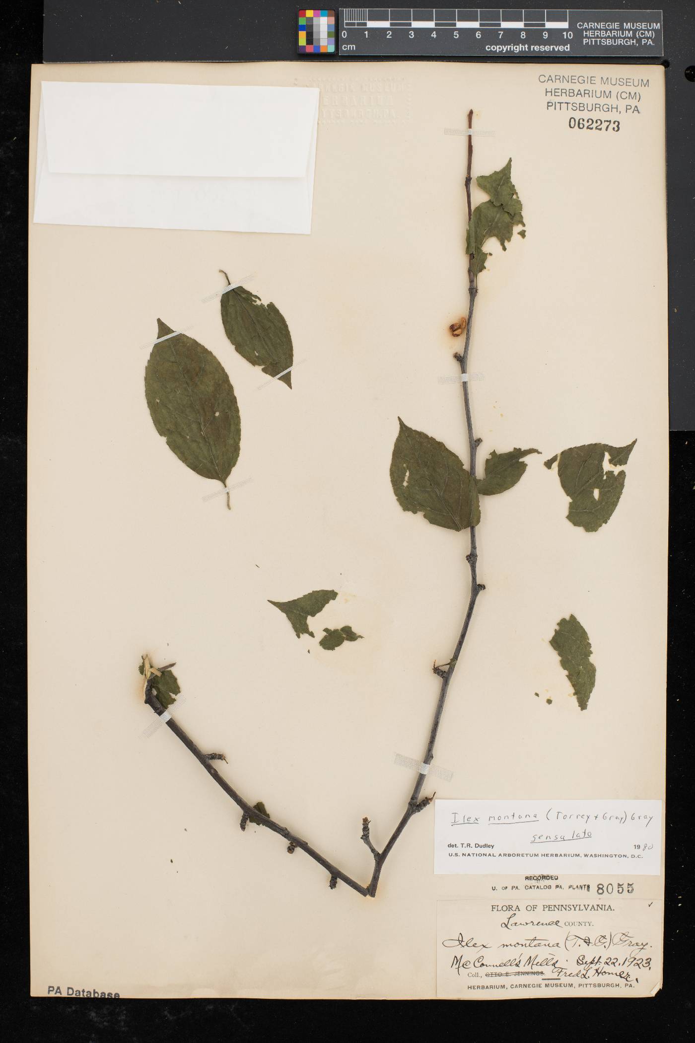 Ilex montana image