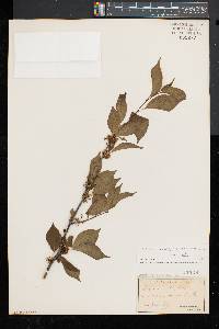 Ilex montana image