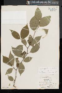 Ilex montana image