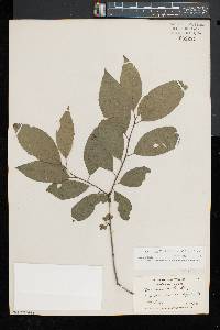 Ilex montana image