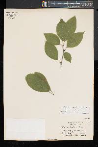 Ilex montana image