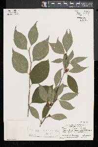 Ilex montana image