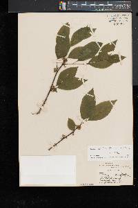 Ilex montana image