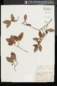 Ilex laevigata image