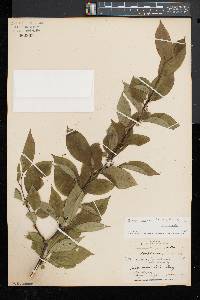 Ilex montana image