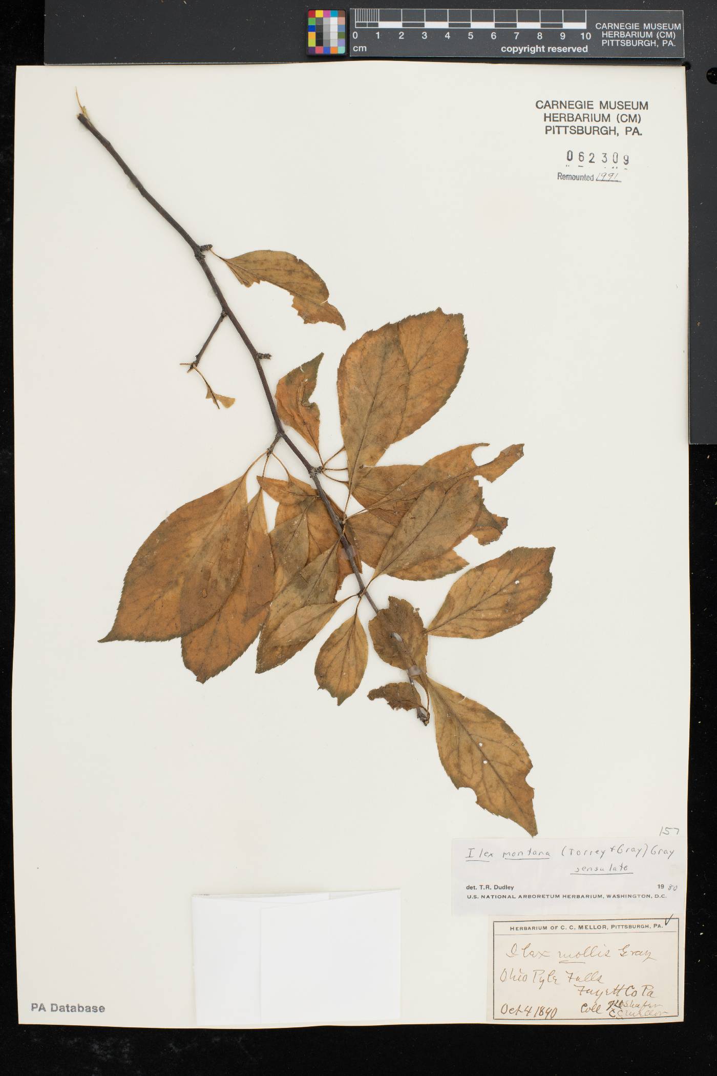 Ilex montana image