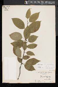 Ilex montana image