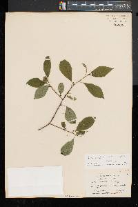 Ilex montana image