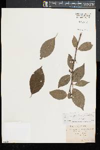 Ilex montana image