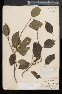 Ilex montana image