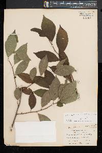 Ilex montana image