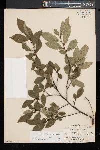 Ilex montana image