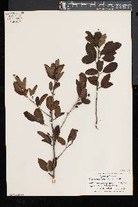 Ilex mucronata image