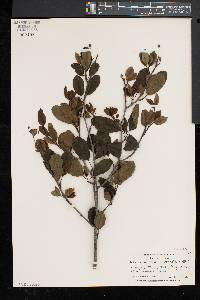 Ilex mucronata image