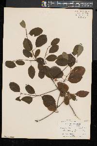 Ilex mucronata image