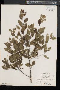 Ilex mucronata image