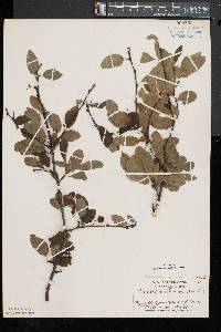 Ilex mucronata image