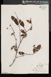 Ilex mucronata image