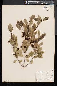 Ilex mucronata image