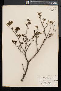 Ilex mucronata image