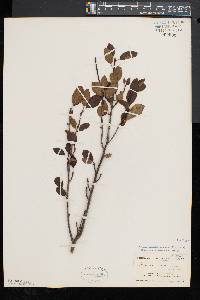 Ilex mucronata image