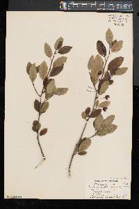 Ilex mucronata image