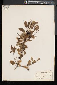 Ilex mucronata image