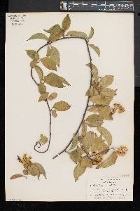 Celastrus scandens image