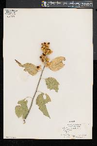 Celastrus scandens image