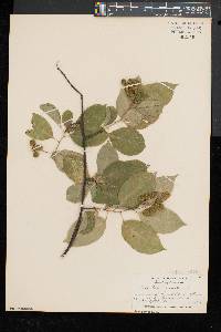 Celastrus scandens image