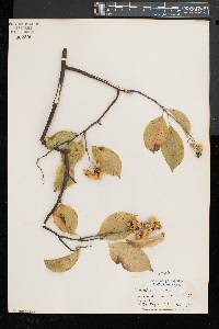 Celastrus scandens image