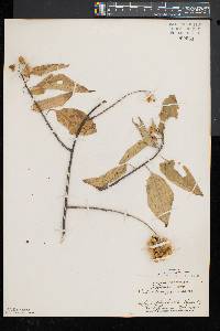 Celastrus scandens image