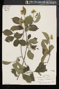 Celastrus scandens image